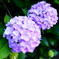 華PHOTO#35