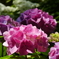 筥崎宮の紫陽花