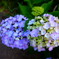 華PHOTO#36