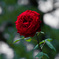 薔薇