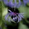 自然界の線香花火