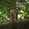アオバズクが今年も来た
