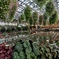 Green House