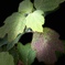 柏葉紫陽花
