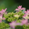 紫陽花の季節