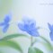 山紫陽花☆.。.:*・