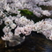 水面の桜