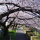 桜をくぐる