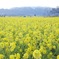 雪山と菜の花