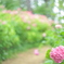 住吉神社の紫陽花