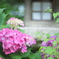 住吉神社の紫陽花