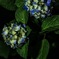 仲良し紫陽花