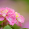 紫陽花⑥