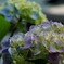 紫陽花