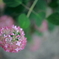 淡い色の紫陽花