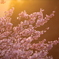 朝焼けの雪割れ桜