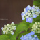 蝦夷紫陽花（神代植物公園）