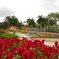 白雲花園 バラ