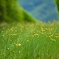 里山の草原