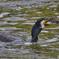 水辺の鳥たち②
