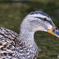 水辺の鳥たち④