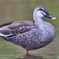 水辺の鳥たち⑤
