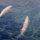 忍野八海の湧池*