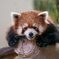 那須どうぶつ王国レッサーパンダ