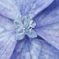 紫陽花　雫