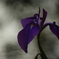 花菖蒲