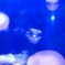 江ノ島水族館