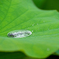 梅雨