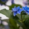 紫陽花だ