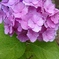 紫陽花