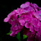 hydrangea
