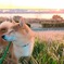 初日の出を愛犬と