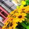 東京ディズニーランド内の花
