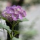紫陽花