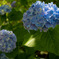 紫陽花