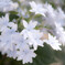 紫陽花