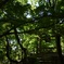 青紅葉の常寂光寺