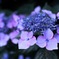 彩雫