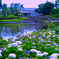 前橋公園①