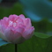 2020初の蓮の花