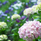 紫陽花１