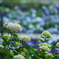 紫陽花２