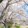 小さな桜並木
