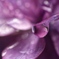紫陽花　雫