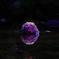 水面の紫陽花