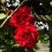 真紅の薔薇